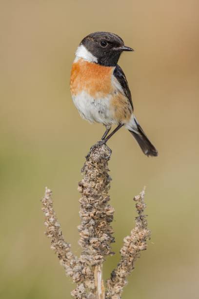 istock Closeup selective focus shot of a beautiful Eastern bluebird 1439421573