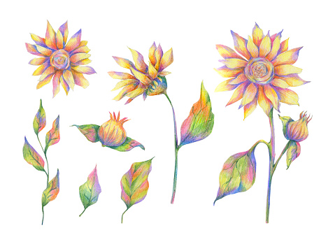 Sunflowers color pencil drawing isolated illustrations. Bright colorful floral clip art set. Botanical design elements. Flowers clipart collection.