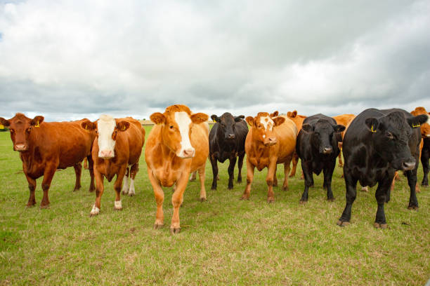 Close up of a a fine mixed herd of cows and bullocks in a summer pasture, alert and looking to the right. North Yorkshire, UK. Close up of a a fine mixed herd of cows in a summer pasture, alert and looking to the right. North Yorkshire, UK. Horizontal.  Copy space cattle stock pictures, royalty-free photos & images