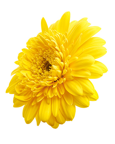 Bright yellow Gerbera Daisy on a white background.