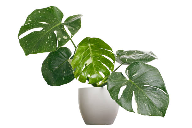 istock Variegated Monstera plant in white pot, Monstera Thai Constellation, isolated on white background, with clipping path 1439423480