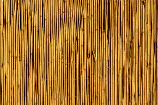 istock Bamboo background. Wooden texture bamboo plant on the decorative wall 1439423515