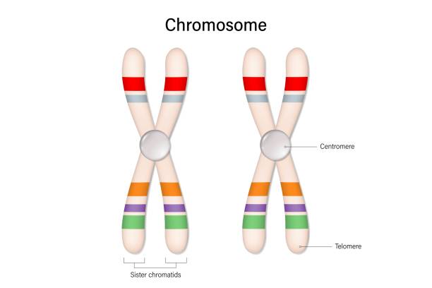 struktur des chromosomenvektors. zentromer und telomere. biologische studie. - chromosome stock-grafiken, -clipart, -cartoons und -symbole