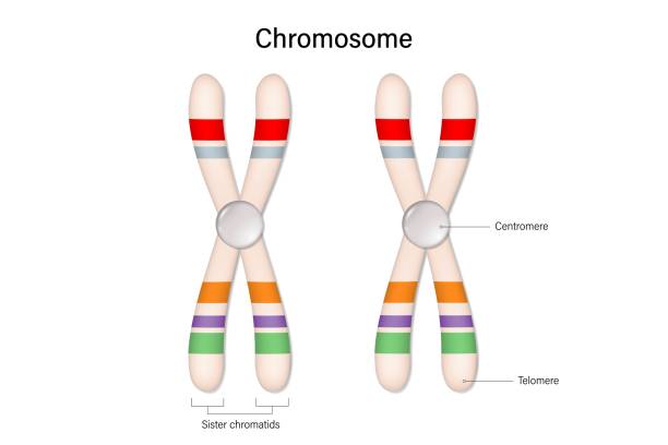 struktura wektora chromosomowego. centromere i telomere. badanie biologiczne. - interphase stock illustrations