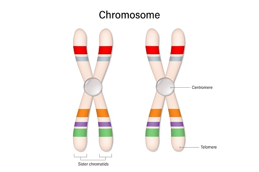 Structure of chromosome vector. Centromere and Telomere. Biological study.