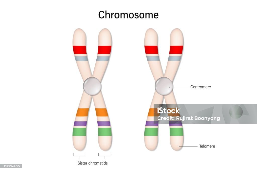 Sentromer Dna Structure Of Chromosome Vector Centromere And Telomere Biological Study ...