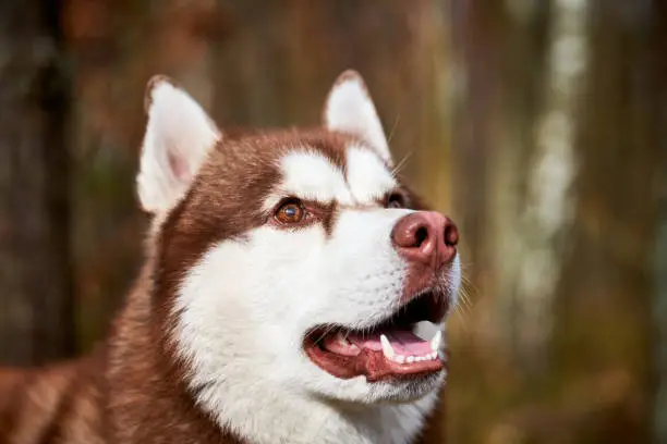 Photo of Siberian Husky dog profile portrait with brown eyes and red brown color, cute sled dog breed