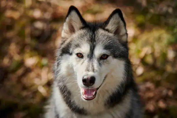 Photo of Siberian Husky dog portrait with brown eyes and gray coat color, cute sled dog breed