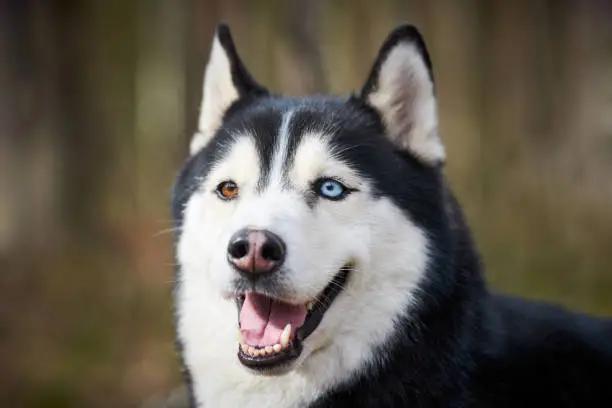 Photo of Siberian Husky dog portrait with blue eyes and gray coat color, cute sled dog breed