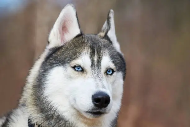 Photo of Siberian Husky dog portrait with blue eyes and gray coat color, cute sled dog breed