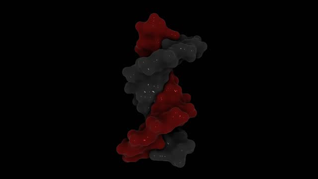 3D structure of a human DNA