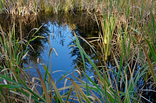 Close-up of a bog (wetland)