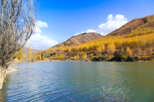 bergsee mit gelben bäumen. herbstlandschaft. kirgisistan, ak-tuz-schlucht. natürlicher hintergrund. - champfer stock-fotos und bilder