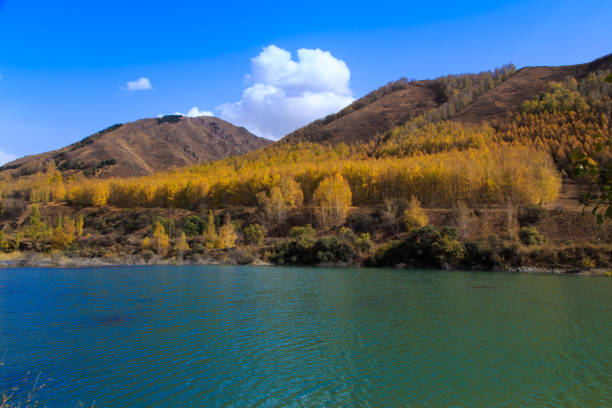 lago de montaña con árboles amarillos. paisaje otoñal. kirguistán, garganta de ak-tuz. fondo natural. - champfer fotografías e imágenes de stock