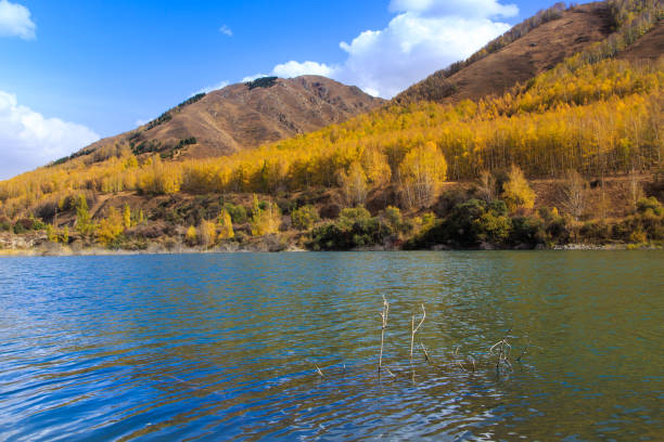 lago de montaña con árboles amarillos. paisaje otoñal. kirguistán, garganta de ak-tuz. fondo natural. - champfer fotografías e imágenes de stock