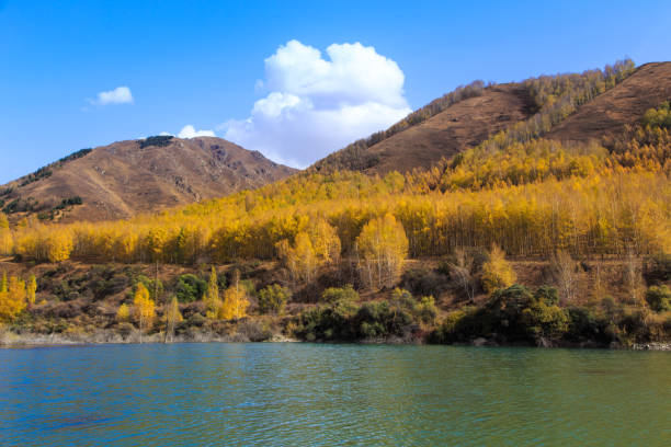 lago de montaña con árboles amarillos. paisaje otoñal. kirguistán, garganta de ak-tuz. fondo natural. - champfer fotografías e imágenes de stock