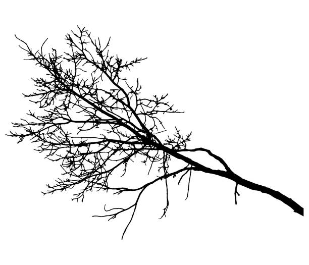 ilustraciones, imágenes clip art, dibujos animados e iconos de stock de rama desnuda de árbol, silueta. ilustración vectorial - bare tree nature backgrounds tree trunk branch
