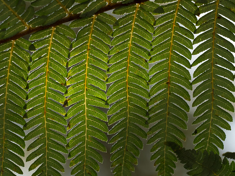 New Zealand fern leaves