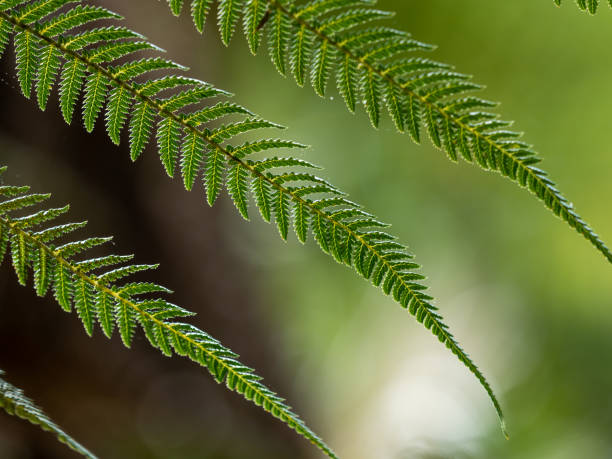 New Zealand Fern New Zealand fern leaves koru pattern stock pictures, royalty-free photos & images