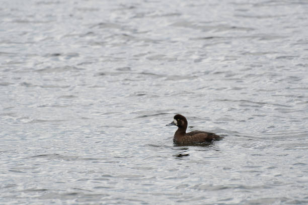 A greater scaup female swimming A greater scaup female swimming greater scaup stock pictures, royalty-free photos & images