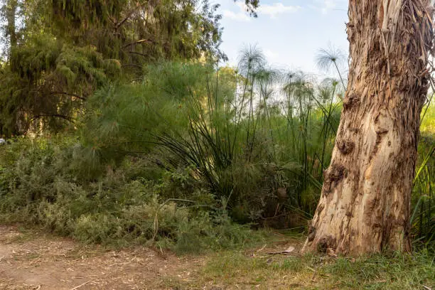 Photo of Nature  in the Mekorot HaYarkon Gan Leumi Yarkon, located near the city of Petah Tikva in the center of Israel