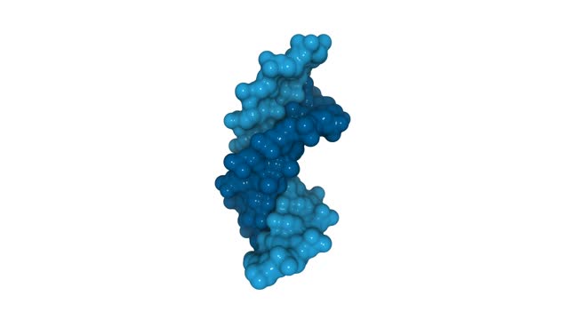 3D structure of a human DNA