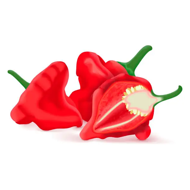 Vector illustration of Whole and half of red scotch bonnet peppers. Capsicum chinense. Hot chili pepper. Fresh organic vegetables. Vector illustration isolated on white background.