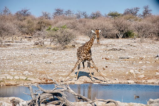 Giraffe drinking at a water hole in Etosha National Park Namibia