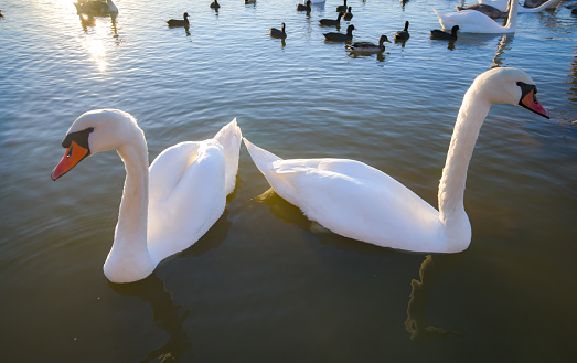 Pair of white swans floating on autumn lake
