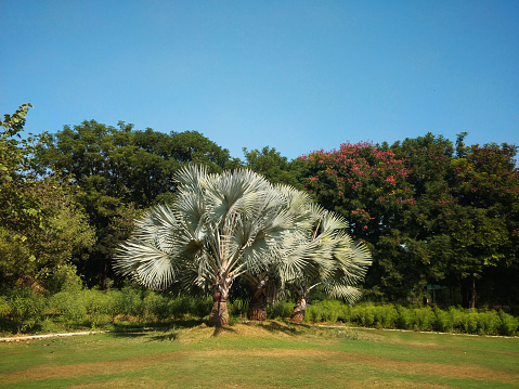 Bismarck Palm Tree -Bismarckia Nobilis exotic palm trees in the garden