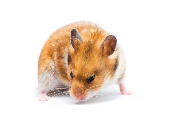 istock Syrian hamster Mesocricetus auratus on a white background 1439435400