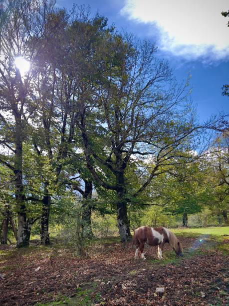 istock Pony of the Urbasa mountains 1439436458