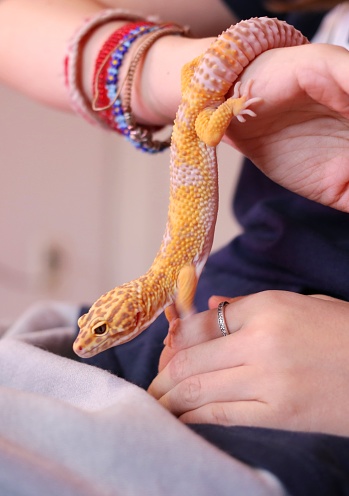 A beautiful yellow-pink spotted Leopard gecko descends from hand to hand of a young girl