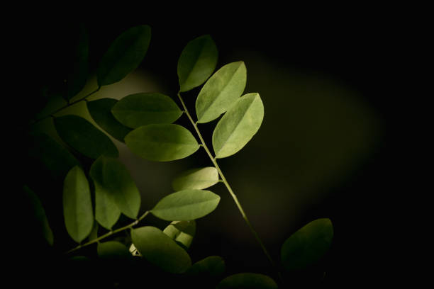 A single beam of light shines on some leaves, while the surrounding is swallowed in darkness.
