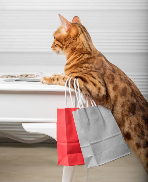 il gatto rosso divertente tiene in mano sacchetti di carta. - domestic cat bag shopping gift foto e immagini stock