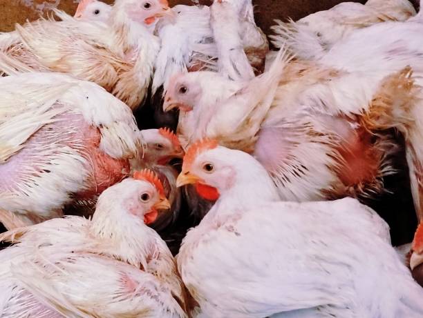 Broiler Chicken Farm Poultry Farm Birds Hens Whitemeat Alive Animals A  Source Of Protein Raised In Farms And Control Sheds For Meat Production  Purpose Poultry Farming Closeup View Image Stock Photo Stock