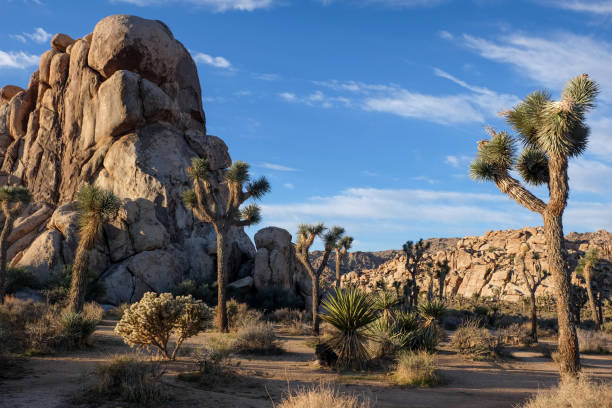 istock View in Joshua Tree National Park 1439438277