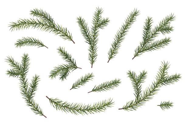 Set of green spruce, pine branches on a white background. Vector fluffy christmas tree branches. Suitable for decor, New Year decoration design Set of green spruce, pine branches on a white background. Vector fluffy christmas tree branches. Suitable for decor, New Year decoration design. fir tree pine backgrounds branch stock illustrations