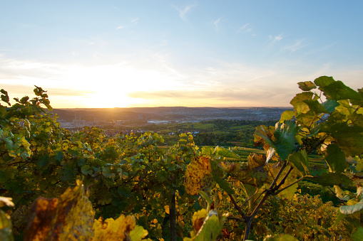 A vineyard over the city of Stuttgart in the evening light in autumn.