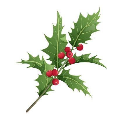 Christmas holly isolated on white background. Christmas and New Year decoration. Vector illustration of plant elements