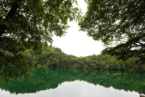 Picturesque lake covered with reeds and woods on shore