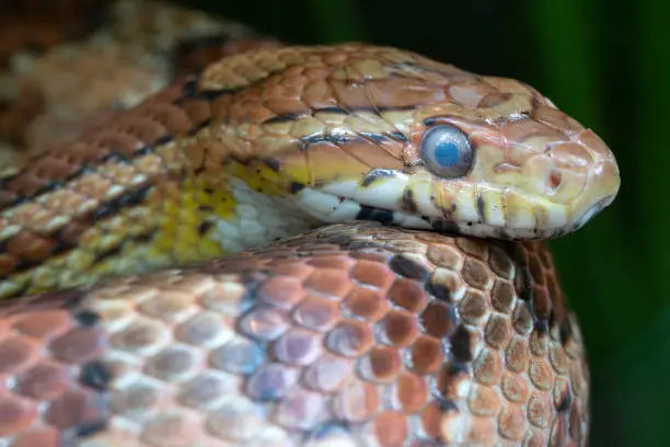 Photo of Eastern Corn Snake, Pantherophis guttatus