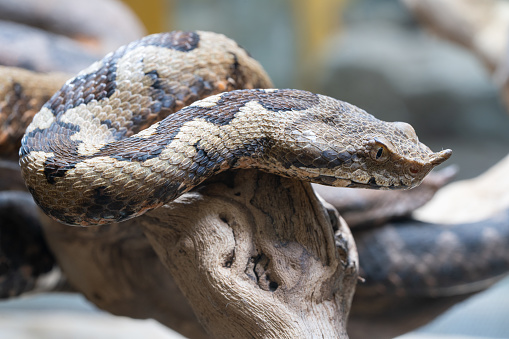 Close up image of nose-horned viper (Vipera ammodytes)