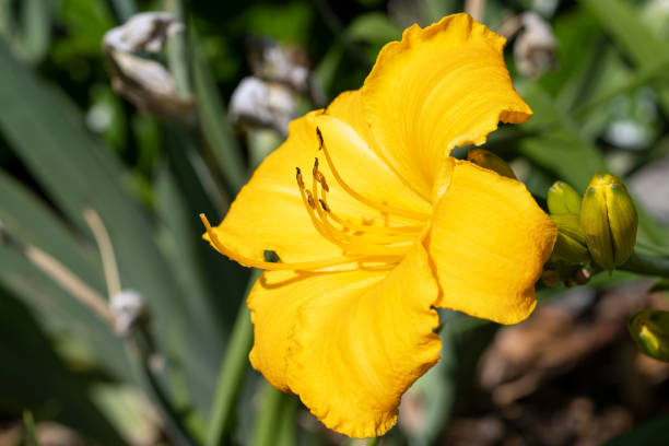 istock Day lily, Hemerocallis 1439443646