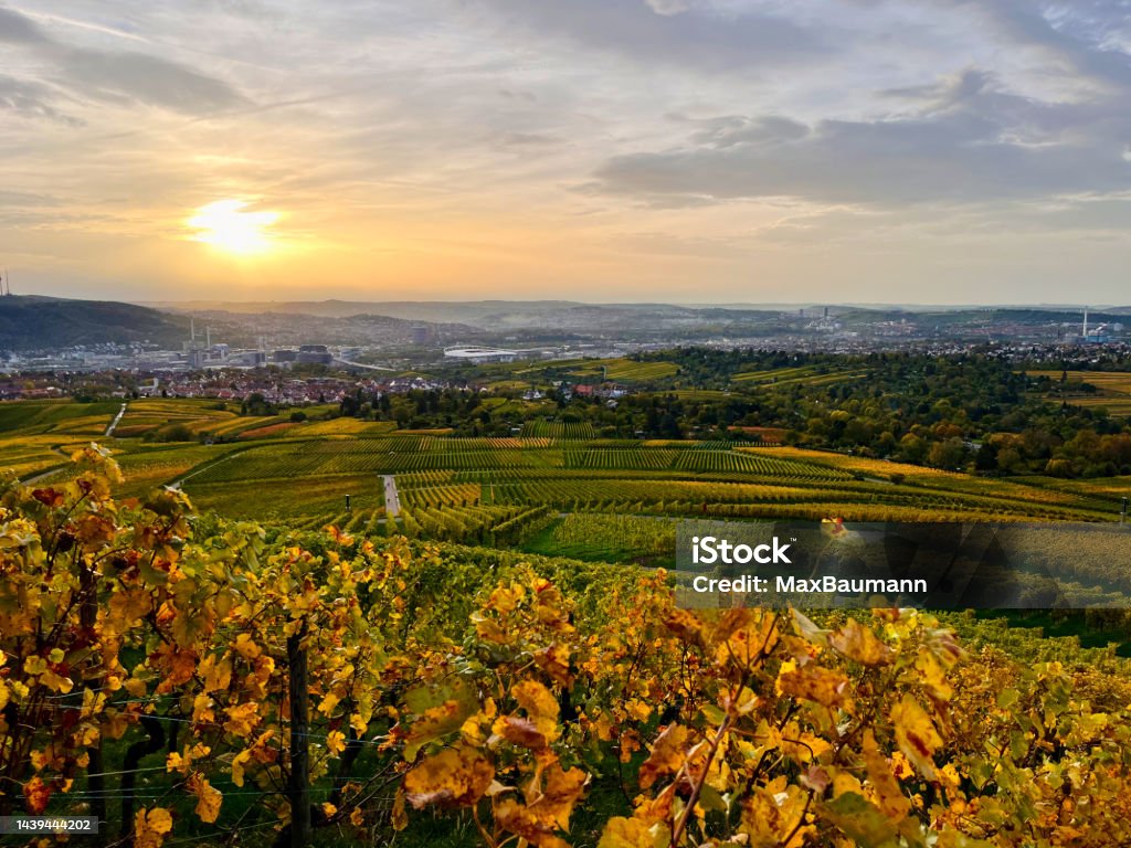 Vineyard over Stuttgart A vineyard over the city of Stuttgart in the evening light in autumn. Agricultural Field Stock Photo