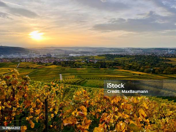 Vineyard Over Stuttgart Stock Photo - Download Image Now - Agricultural Field, Agriculture, Autumn