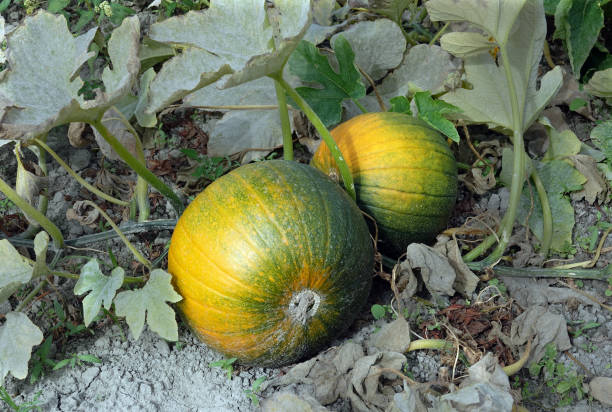 istock Organic food 1439446326