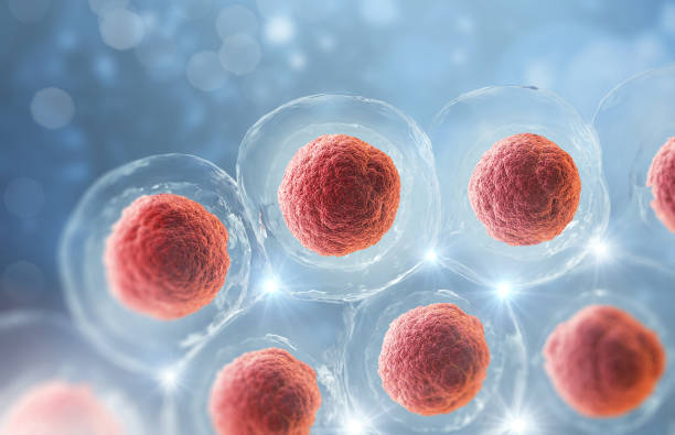istock 3d rendering of Human cell or Embryonic stem cell microscope background. 1439446456