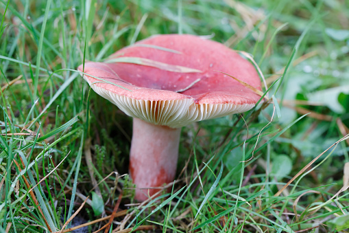 Description:\nThe cap is convex to depressed and is coloured a distinctive bloody red, pink, crimson or purple. Sometimes it may show a yellowish or orange tinge in the centre. It may measure between 6 and 20 cm in diameter. The flesh is white with a mild taste and without scent; it quickly becomes soft and spongy and also greyish. The crowded gills are cream coloured when young, and become yellow with age. They are adnexed and are generally thin. Their edges may sometimes occur reddish. The amyloid, elli spores measure 8–10 by 7–10 μm are warty and are covered by an incomplete mesh. The stem is white, sometimes with a pink hue, slightly clubbed. It may measure 5 to 15 cm in height and up to 3 cm in diameter.\nDistribution, ecology and habitat:\nR. paludosa is mycorrhizal and occurs in coniferous woodlands and in peat bogs of Europe and North America; preferably under pine trees, where it forms mycorrhizae. Locally it can be very common.\nEdibility:\nThe mushroom is edible and is a common good in Finnish markets.\n\nThis Nice Russula was found in the Voorsterbos (Noordoostpolder), the Netherlands, near a Pine Tree in October 2022.