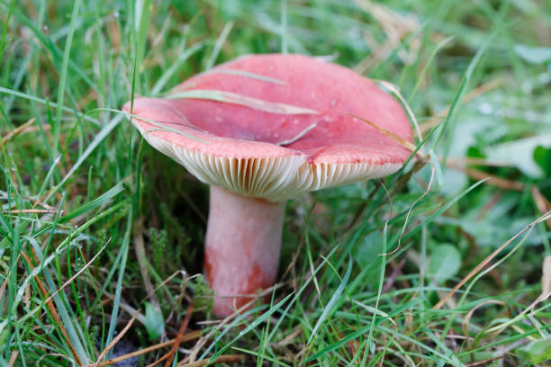 Russula Mushroom (Russula paludosa) Description:
The cap is convex to depressed and is coloured a distinctive bloody red, pink, crimson or purple. Sometimes it may show a yellowish or orange tinge in the centre. It may measure between 6 and 20 cm in diameter. The flesh is white with a mild taste and without scent; it quickly becomes soft and spongy and also greyish. The crowded gills are cream coloured when young, and become yellow with age. They are adnexed and are generally thin. Their edges may sometimes occur reddish. The amyloid, elli spores measure 8–10 by 7–10 μm are warty and are covered by an incomplete mesh. The stem is white, sometimes with a pink hue, slightly clubbed. It may measure 5 to 15 cm in height and up to 3 cm in diameter.
Distribution, ecology and habitat:
R. paludosa is mycorrhizal and occurs in coniferous woodlands and in peat bogs of Europe and North America; preferably under pine trees, where it forms mycorrhizae. Locally it can be very common.
Edibility:
The mushroom is edible and is a common good in Finnish markets.

This Nice Russula was found in the Voorsterbos (Noordoostpolder), the Netherlands, near a Pine Tree in October 2022. fungus gill stock pictures, royalty-free photos & images